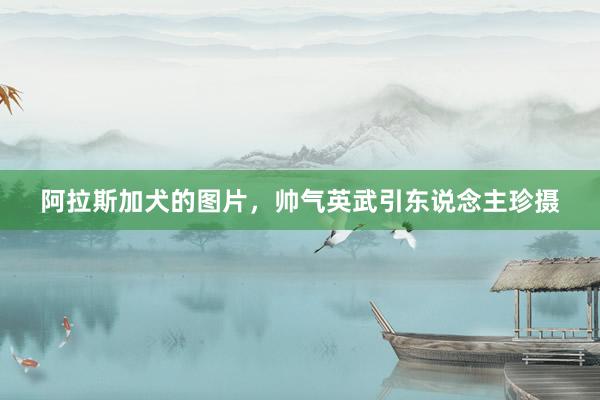 阿拉斯加犬的图片，帅气英武引东说念主珍摄